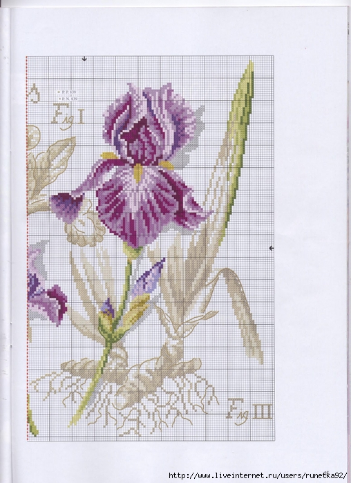 point de croix iris