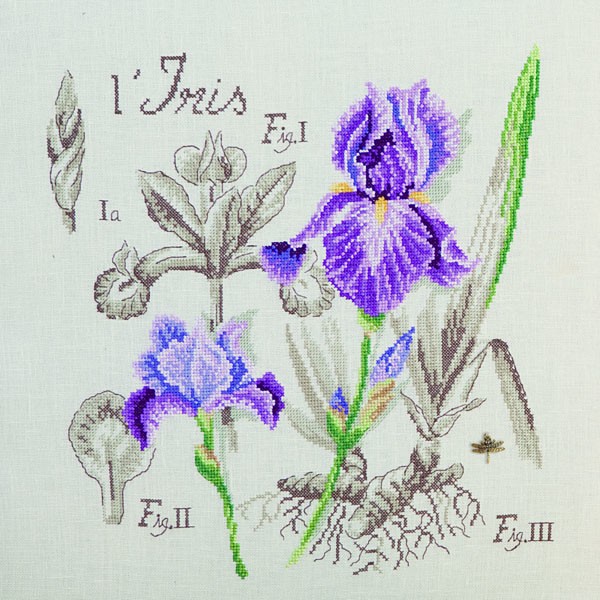 point de croix iris