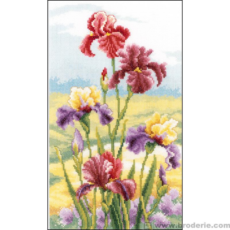 point de croix iris